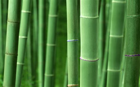 thai bamboo photos|free bamboo background image.